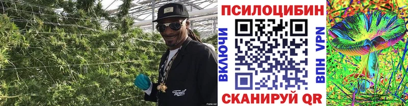 Псилоцибиновые грибы Psilocybe  где продают наркотики  Почеп 